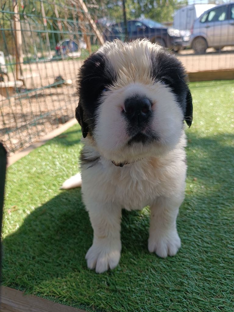 des Gardiens des Vignobles - Chiots disponibles - Chien du Saint-Bernard