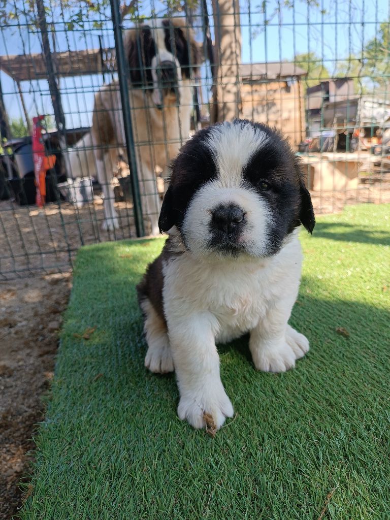 des Gardiens des Vignobles - Chiots disponibles - Chien du Saint-Bernard