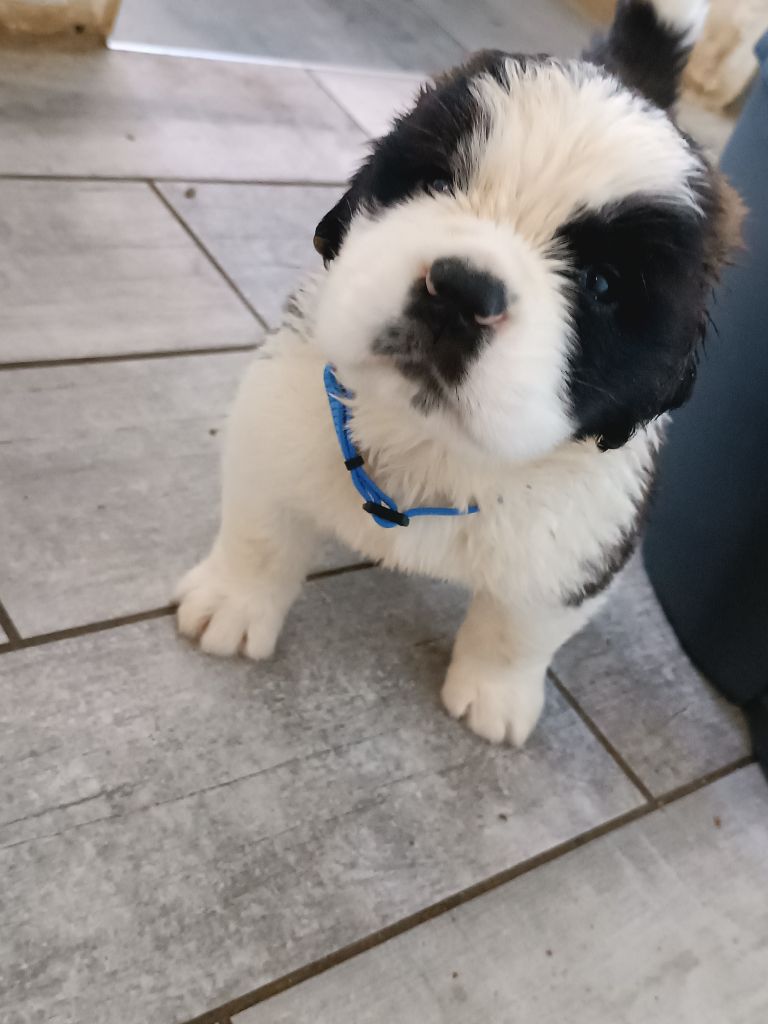 des Gardiens des Vignobles - Chiots disponibles - Chien du Saint-Bernard